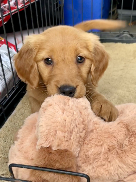 Kai Trump with Golden Retriever Puppy